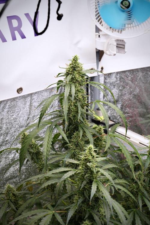 Black Diamond Auto By Zamnesia Pheno A. Week 9 - Black Diamond Auto ac Pheno A