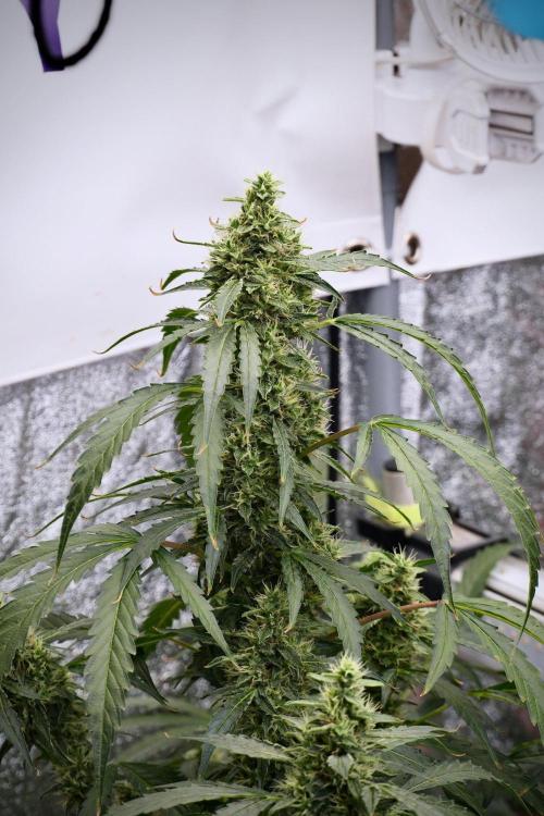Black Diamond Auto By Zamnesia Pheno A. Week 9 - Black Diamond Auto ac Pheno A