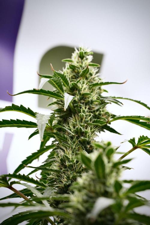 Black Diamond Auto By Zamnesia Pheno A. Week 9 - Black Diamond Auto ac Pheno A