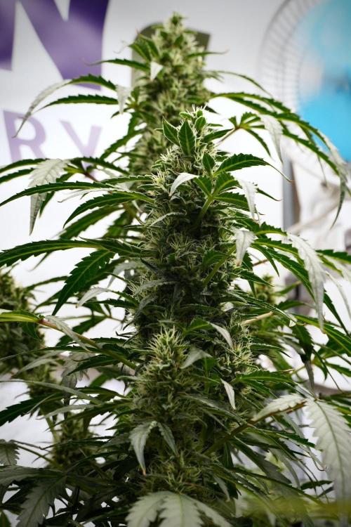 Black Diamond Auto By Zamnesia Pheno A. Week 9 - Black Diamond Auto ac Pheno A