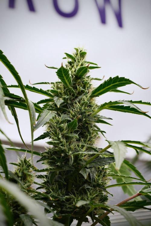 Black Diamond Auto By Zamnesia Pheno A. Week 9 - Black Diamond Auto ac Pheno A