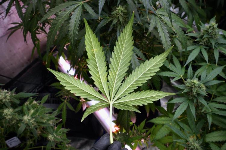 Black Diamond Auto By Zamnesia Pheno A. Week 9 - Black Diamond Auto ac Pheno A
