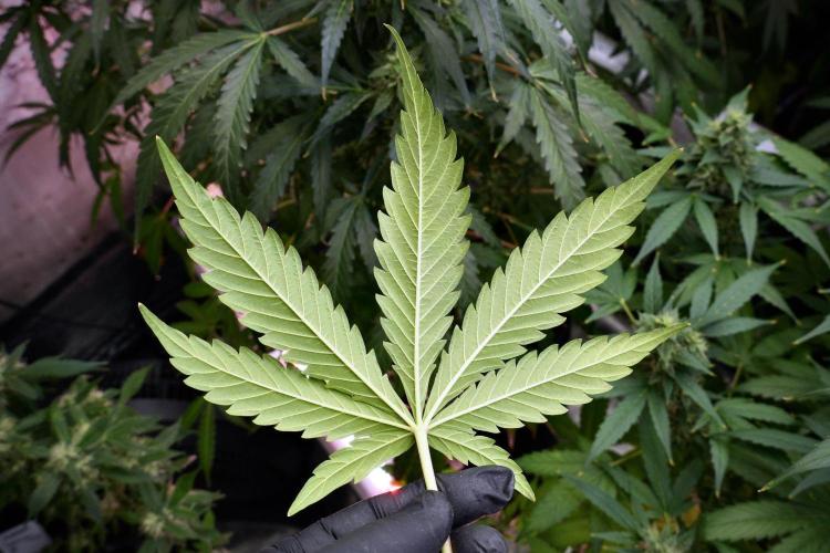 Black Diamond Auto By Zamnesia Pheno A. Week 9 - Black Diamond Auto ac Pheno A