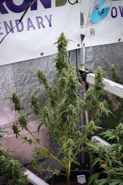 Black Diamond Auto By Zamnesia Pheno A. Week 9 - Black Diamond Auto ac Pheno A