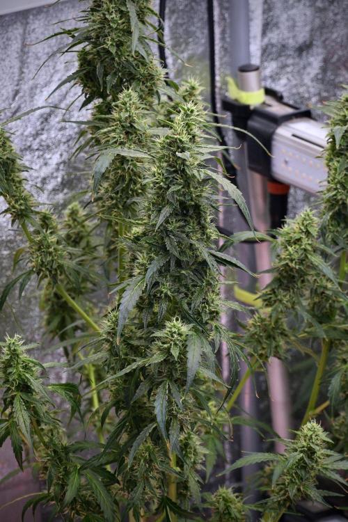 Black Diamond Auto By Zamnesia Pheno A. Week 9 - Black Diamond Auto ac Pheno A