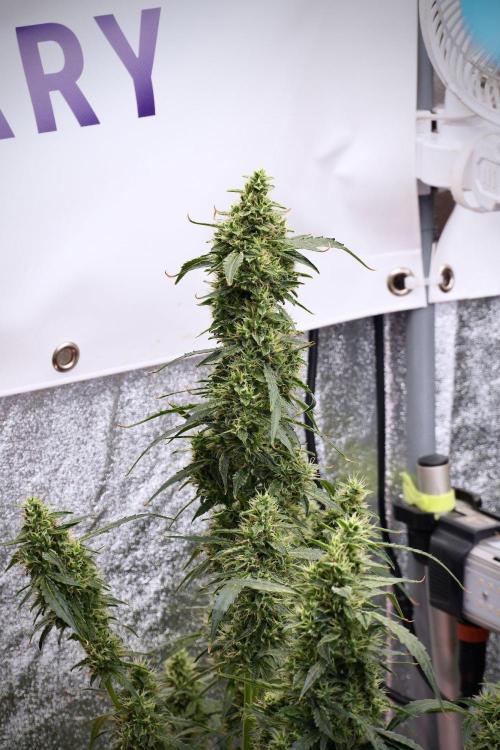 Black Diamond Auto By Zamnesia Pheno A. Week 9 - Black Diamond Auto ac Pheno A