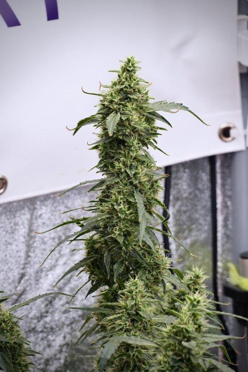 Black Diamond Auto By Zamnesia Pheno A. Week 9 - Black Diamond Auto ac Pheno A