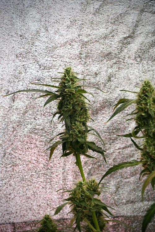 Black Diamond Auto By Zamnesia Pheno A. Week 9 - Black Diamond Auto ac Pheno A