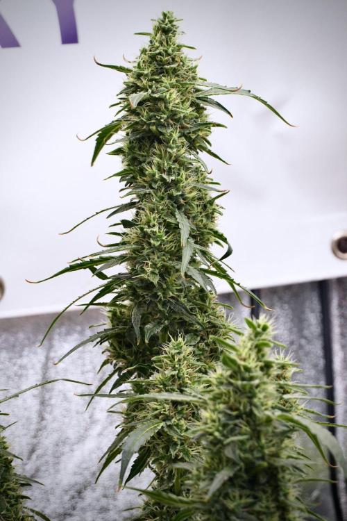Black Diamond Auto By Zamnesia Pheno A. Week 9 - Black Diamond Auto ac Pheno A