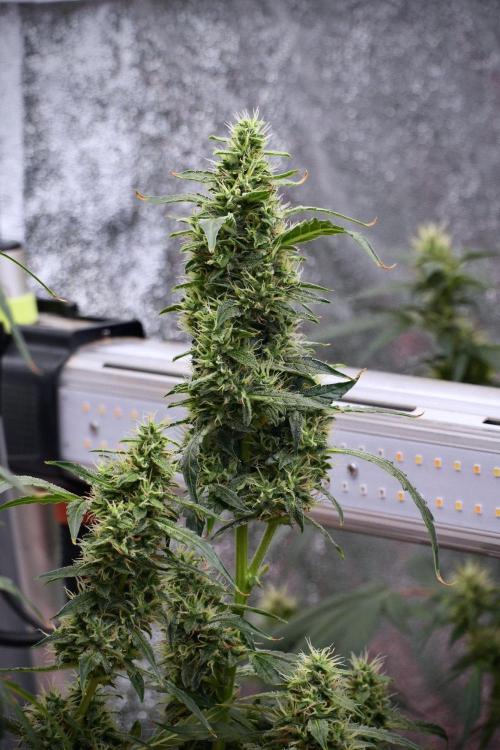 Black Diamond Auto By Zamnesia Pheno A. Week 9 - Black Diamond Auto ac Pheno A