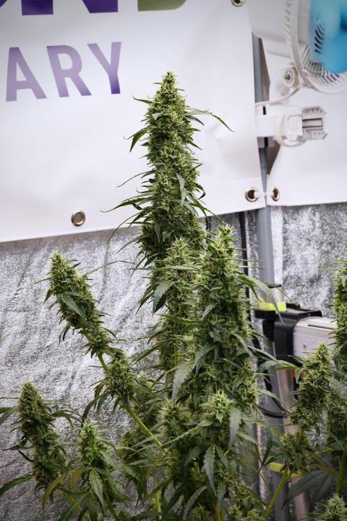 Black Diamond Auto By Zamnesia Pheno A. Week 9 - Black Diamond Auto ac Pheno A