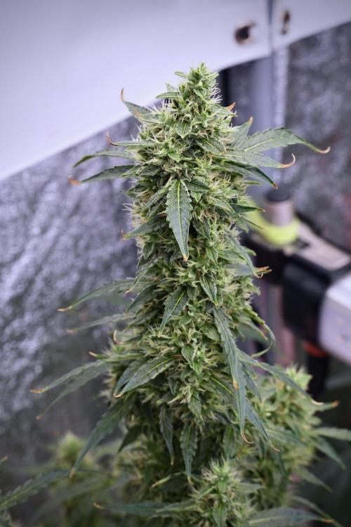 Black Diamond Auto By Zamnesia Pheno A. Week 9 - Black Diamond Auto ac Pheno A