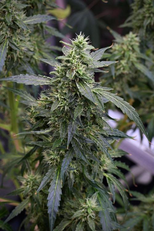 Black Diamond Auto By Zamnesia Pheno A. Week 9 - Black Diamond Auto ac Pheno A