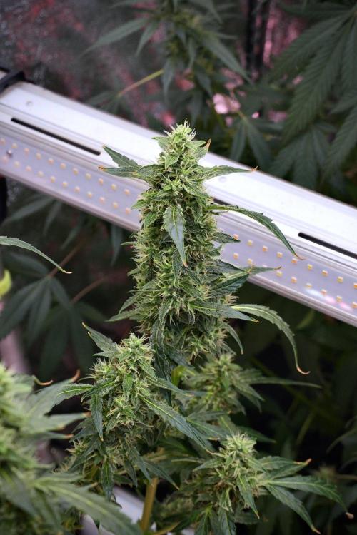 Black Diamond Auto By Zamnesia Pheno A. Week 9 - Black Diamond Auto ac Pheno A