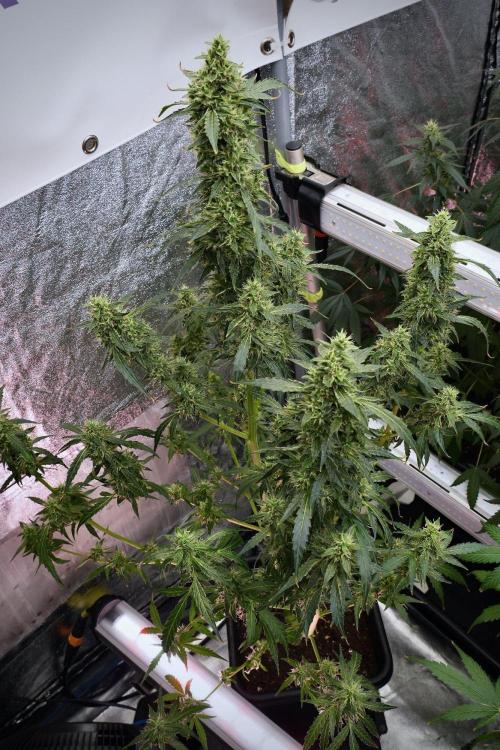 Black Diamond Auto By Zamnesia Pheno A. Week 9 - Black Diamond Auto ac Pheno A