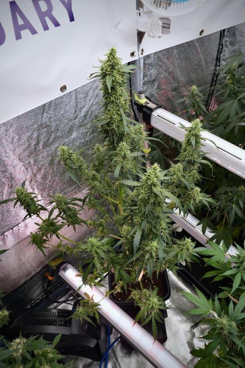 Black Diamond Auto By Zamnesia Pheno A. Week 9 - Black Diamond Auto ac Pheno A