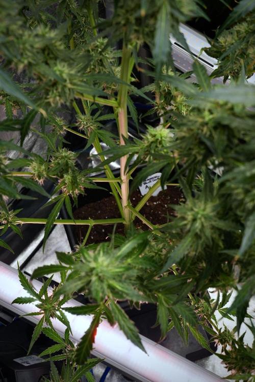 Black Diamond Auto By Zamnesia Pheno A. Week 9 - Black Diamond Auto ac Pheno A