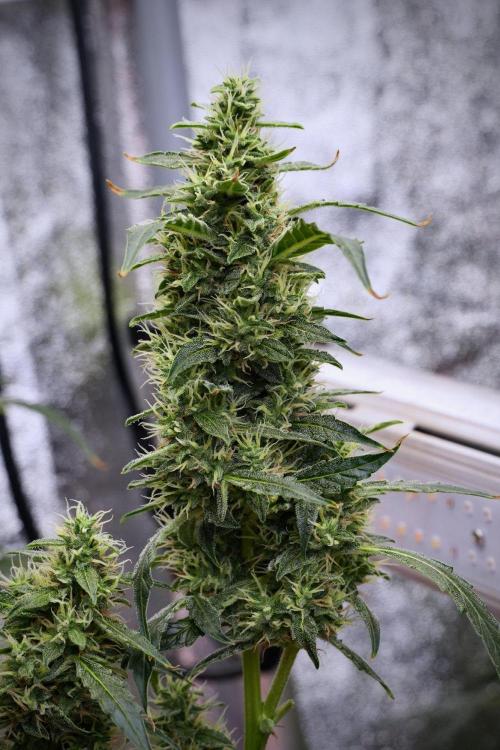 Black Diamond Auto By Zamnesia Pheno A. Week 9 - Black Diamond Auto ac Pheno A