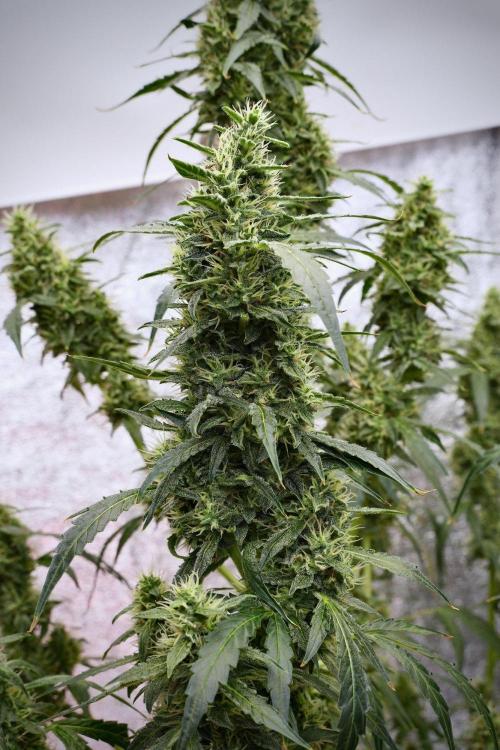 Black Diamond Auto By Zamnesia Pheno A. Week 9 - Black Diamond Auto ac Pheno A