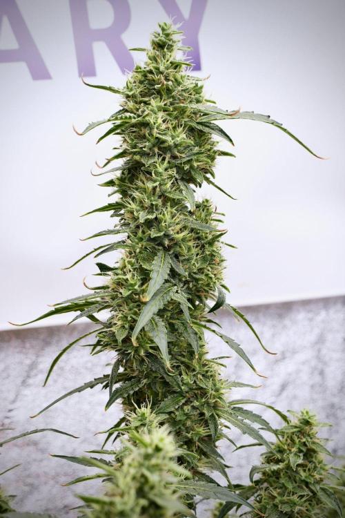 Black Diamond Auto By Zamnesia Pheno A. Week 9 - Black Diamond Auto ac Pheno A