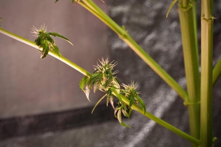 Black Diamond Auto By Zamnesia Pheno A. Week 9 - Black Diamond Auto ac Pheno A