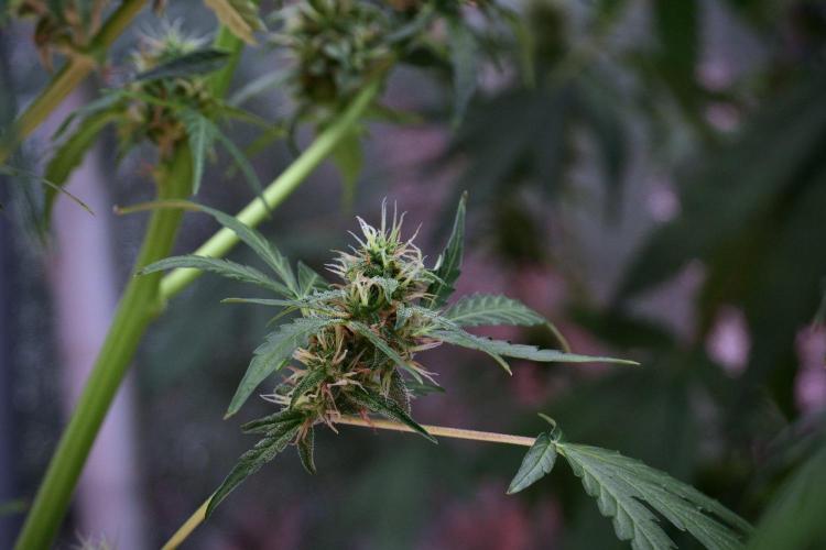 Black Diamond Auto By Zamnesia Pheno A. Week 9 - Black Diamond Auto ac Pheno A