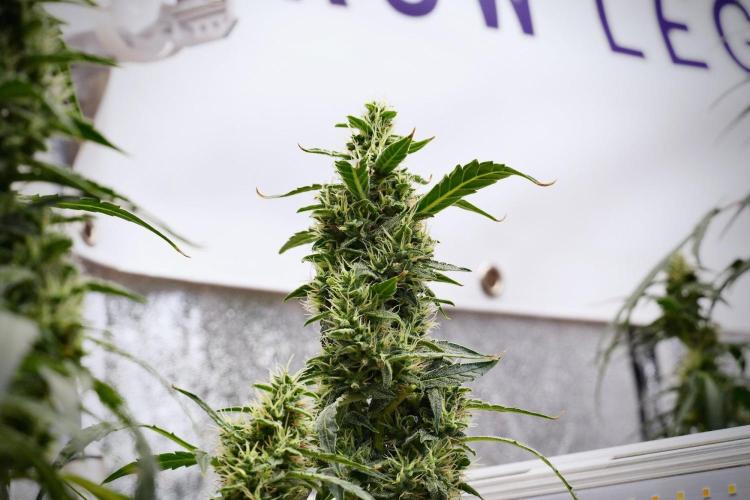 Black Diamond Auto By Zamnesia Pheno A. Week 9 - Black Diamond Auto ac Pheno A