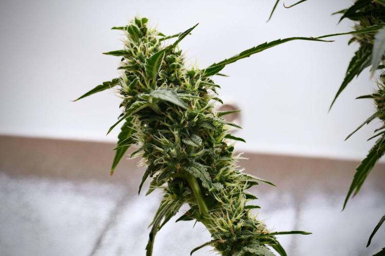 Black Diamond Auto By Zamnesia Pheno A. Week 9 - Black Diamond Auto ac Pheno A