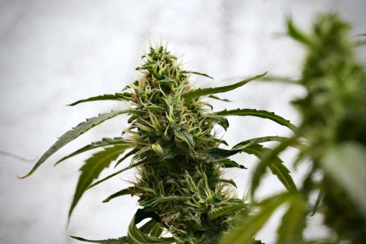 Black Diamond Auto By Zamnesia Pheno A. Week 9 - Black Diamond Auto ac Pheno A