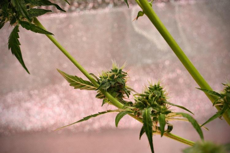 Black Diamond Auto By Zamnesia Pheno A. Week 9 - Black Diamond Auto ac Pheno A