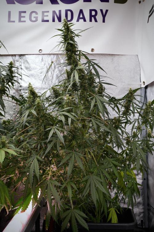Pheno B Black Diamond Auto By Zamnesia. Week 9 - Pheno B Black Diamond Auto 