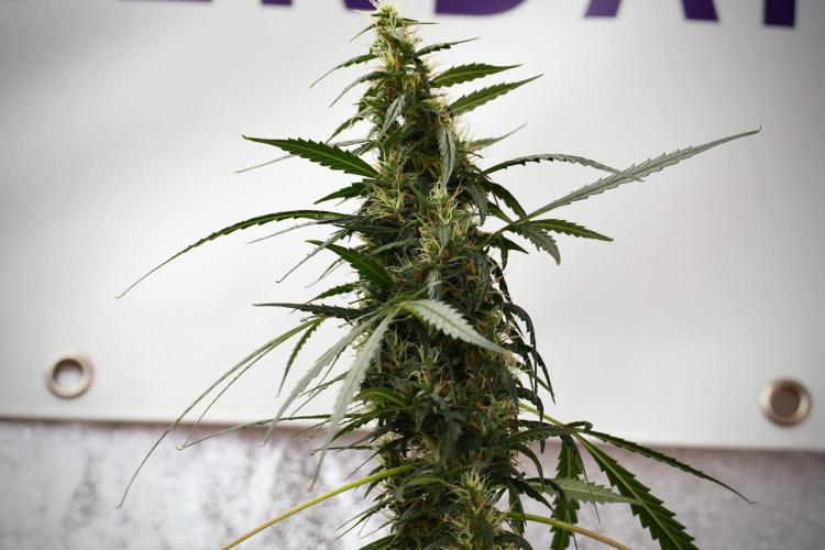 Pheno B Black Diamond Auto By Zamnesia. Week 9 - Pheno B Black Diamond Auto 