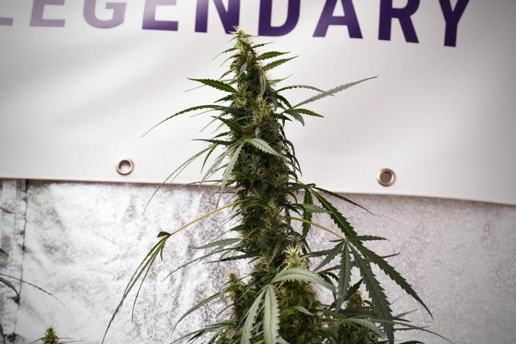 Pheno B Black Diamond Auto By Zamnesia. Week 9 - Pheno B Black Diamond Auto 