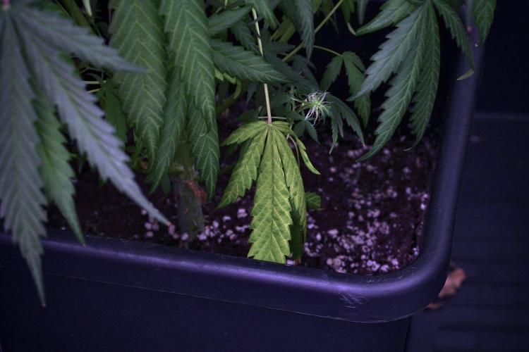 Pheno B Black Diamond Auto By Zamnesia. Week 9 - Pheno B Black Diamond Auto 