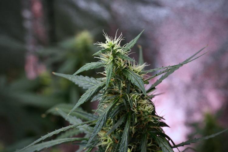 Pheno B Black Diamond Auto By Zamnesia. Week 9 - Pheno B Black Diamond Auto 