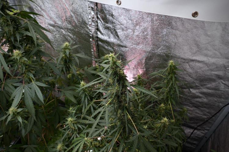 Pheno B Black Diamond Auto By Zamnesia. Week 9 - Pheno B Black Diamond Auto 