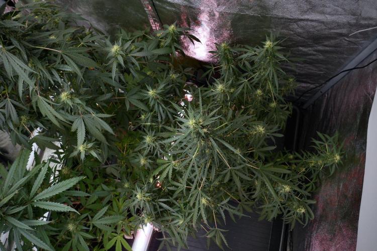 Pheno B Black Diamond Auto By Zamnesia. Week 9 - Pheno B Black Diamond Auto 