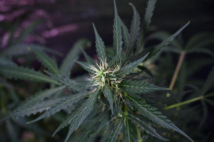 Pheno B Black Diamond Auto By Zamnesia. Week 9 - Pheno B Black Diamond Auto 