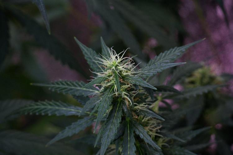 Pheno B Black Diamond Auto By Zamnesia. Week 9 - Pheno B Black Diamond Auto 
