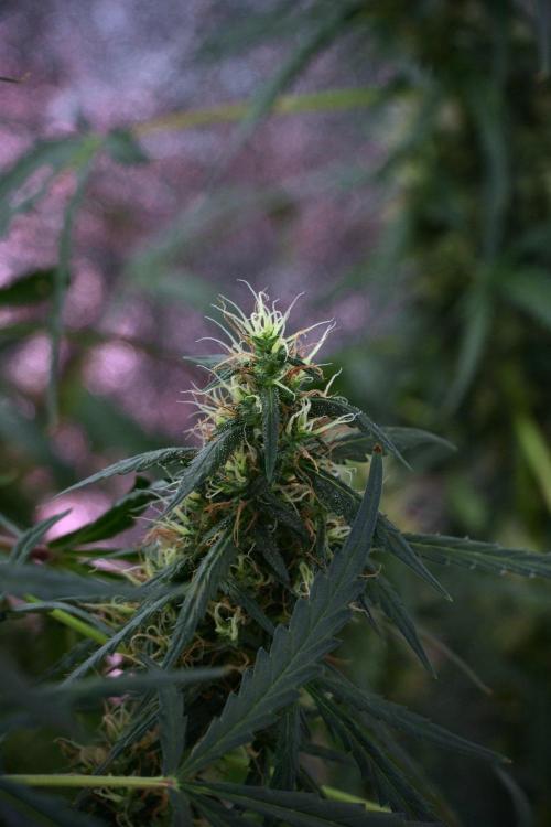 Pheno B Black Diamond Auto By Zamnesia. Week 9 - Pheno B Black Diamond Auto 