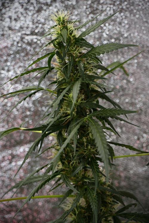 Pheno B Black Diamond Auto By Zamnesia. Week 9 - Pheno B Black Diamond Auto 