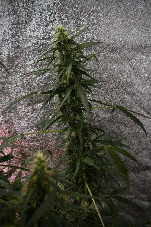 Pheno B Black Diamond Auto By Zamnesia. Week 9 - Pheno B Black Diamond Auto 