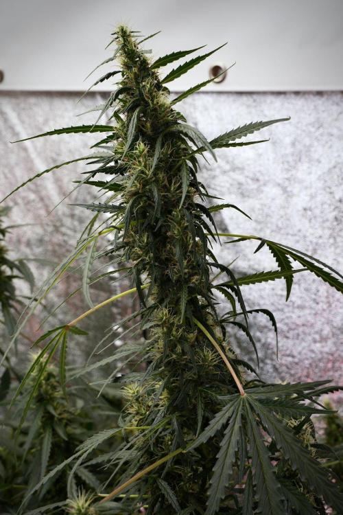 Pheno B Black Diamond Auto By Zamnesia. Week 9 - Pheno B Black Diamond Auto 