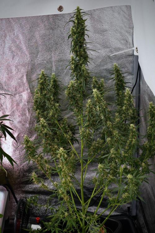 Pheno B Black Diamond Auto By Zamnesia. Week 9 - Pheno B Black Diamond Auto 