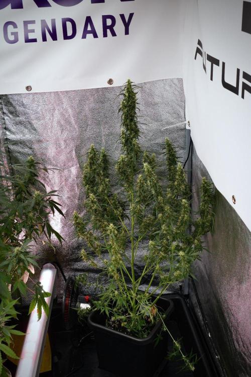 Pheno B Black Diamond Auto By Zamnesia. Week 9 - Pheno B Black Diamond Auto 