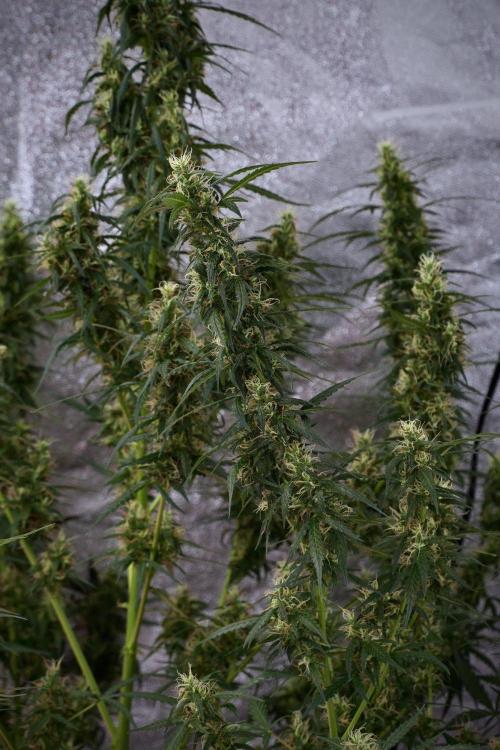 Pheno B Black Diamond Auto By Zamnesia. Week 9 - Pheno B Black Diamond Auto 