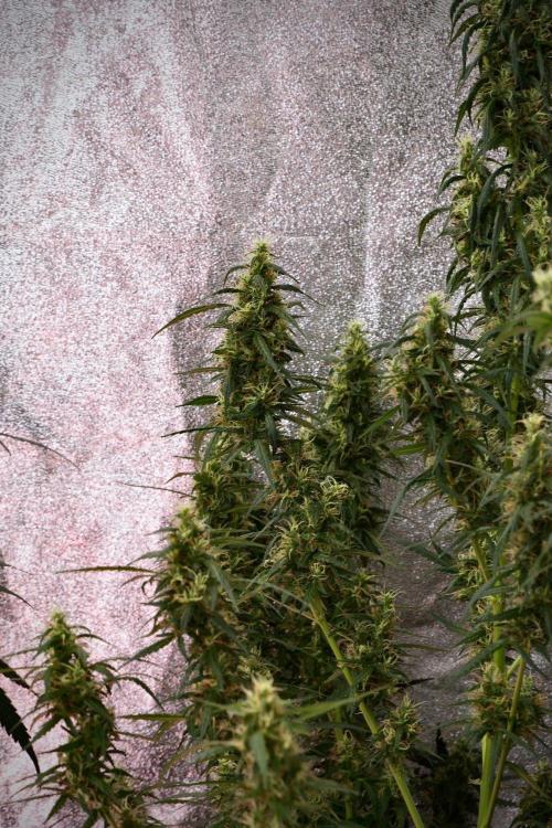 Pheno B Black Diamond Auto By Zamnesia. Week 9 - Pheno B Black Diamond Auto 