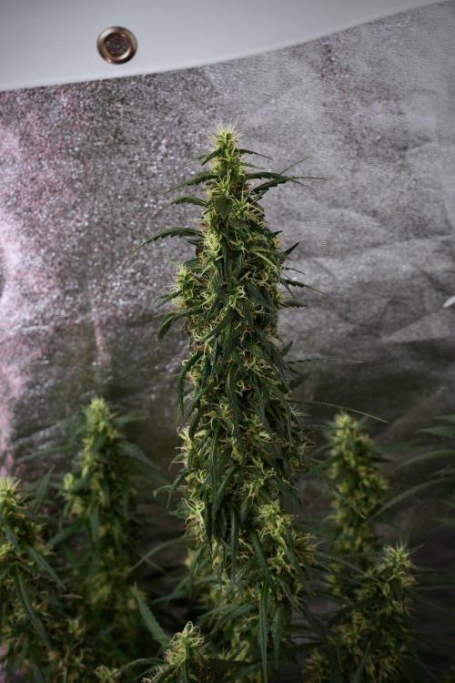 Pheno B Black Diamond Auto By Zamnesia. Week 9 - Pheno B Black Diamond Auto 