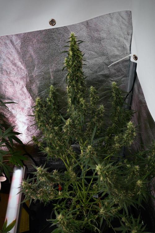 Pheno B Black Diamond Auto By Zamnesia. Week 9 - Pheno B Black Diamond Auto 