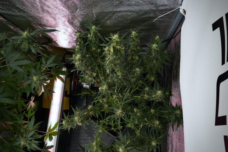 Pheno B Black Diamond Auto By Zamnesia. Week 9 - Pheno B Black Diamond Auto 